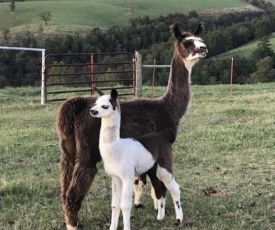 Llama House - Amazing Views, Country Setting - Pet the Llamas! Close to Everything!